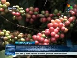 Cortadores de café de Nicaragua inician su cosecha 2014