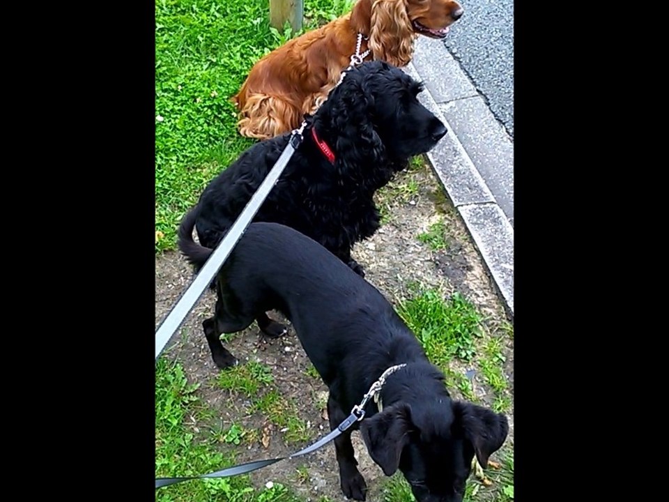 Nala - Sois tranquille