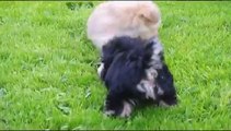 Bichon Frise X Yorkshire Terrier pups