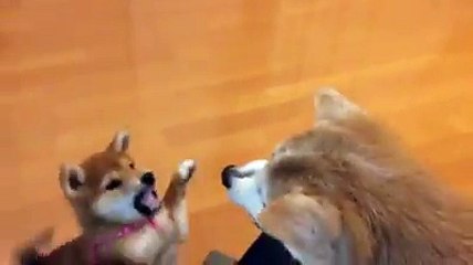 Japanese dog shibainu faighting
