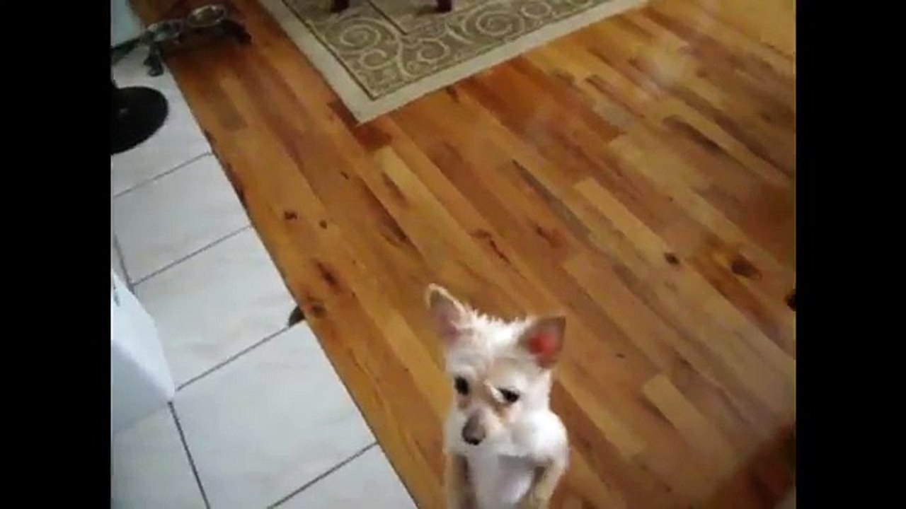 [+18 ~ Sexy Funny Girl]Tip Toe Doggie