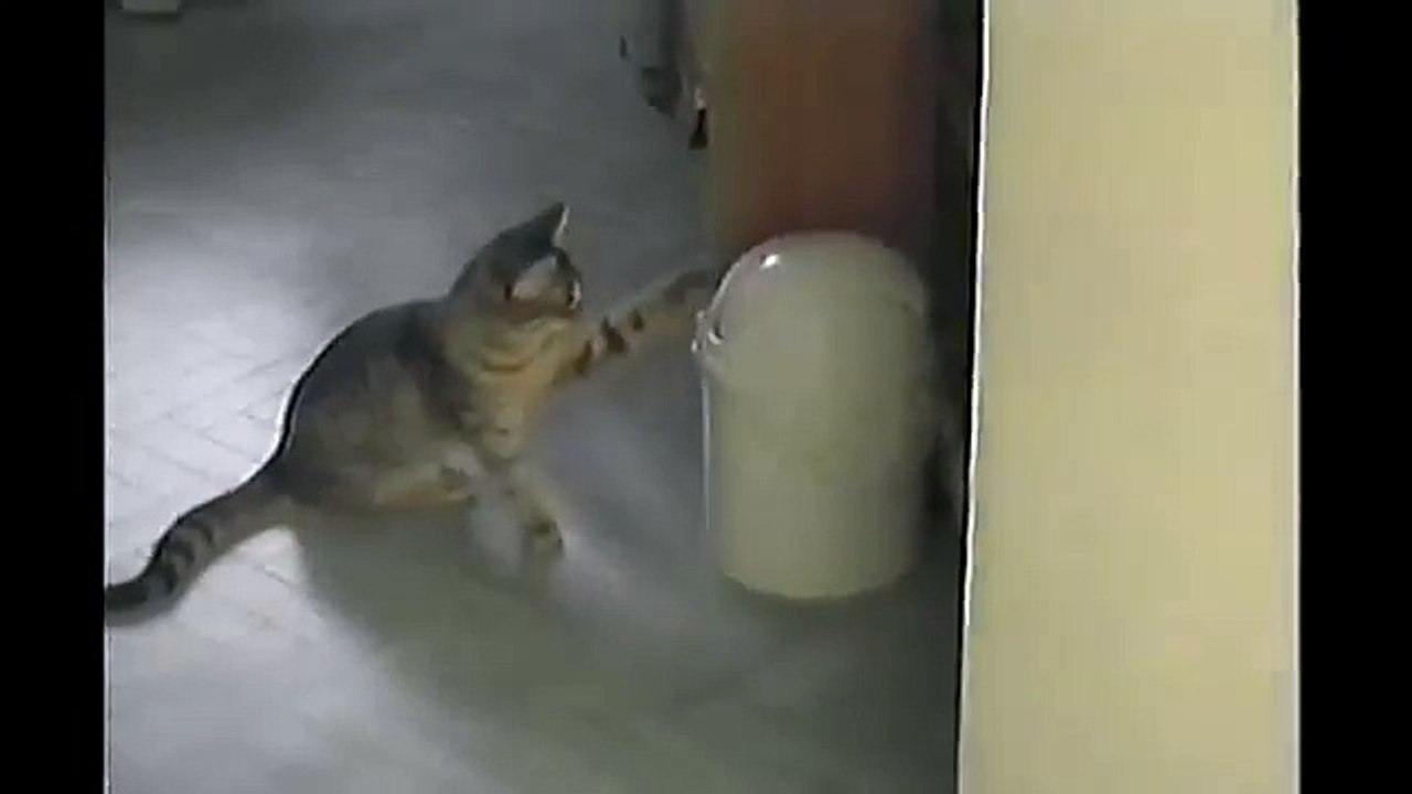 [+18 ~ Sexy Funny Girl]Cat Vs. Trashcan