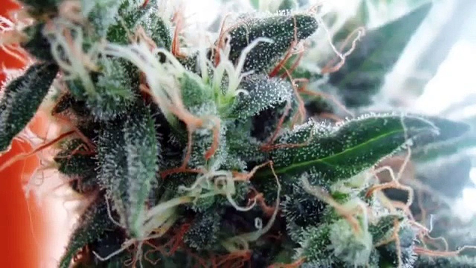 Cannabis Samen online kaufen