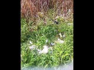 Amatör Olta Balıkçılarının Dikkatine (yorumsuz )