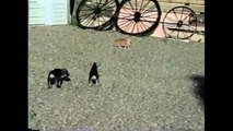 [+18 ~ Sexy Funny Girl]Kitten Shows Puppies Who's Boss