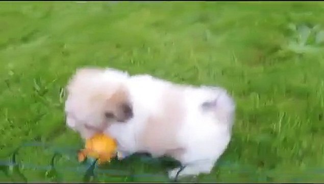Lhasa Apso X Bichon Frise pups