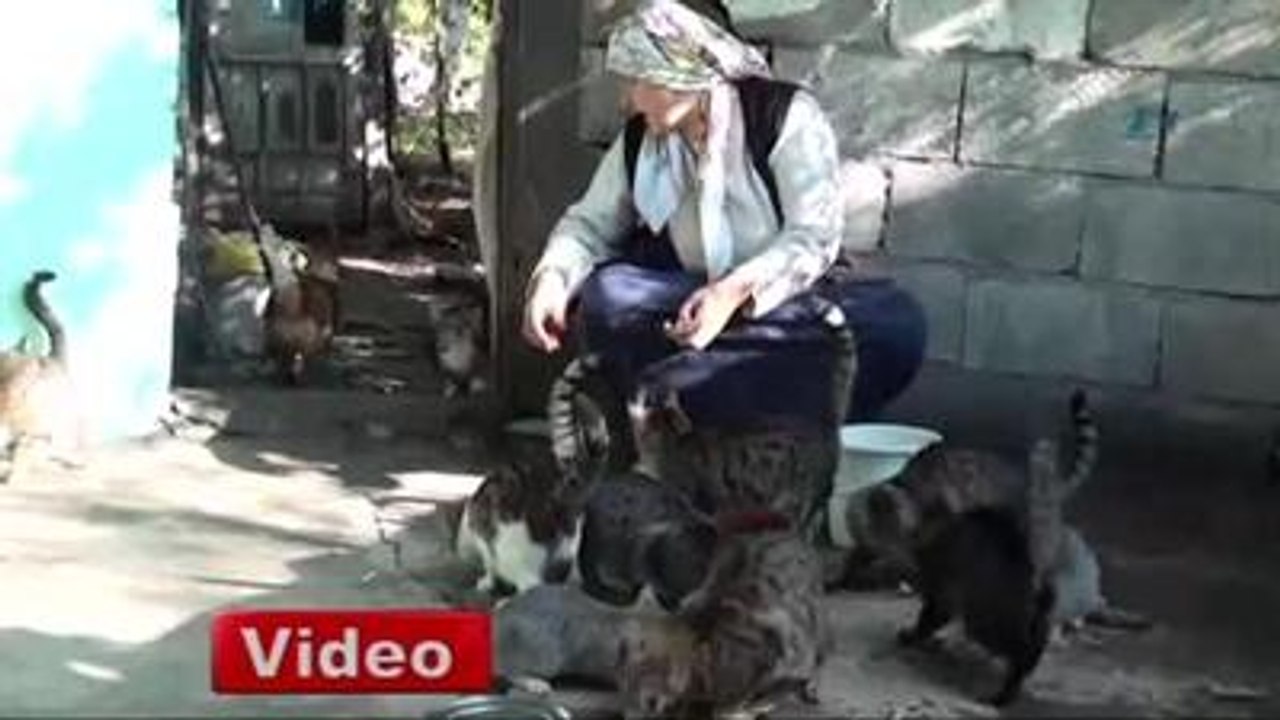 41 Yaşında 41 Tane Kedisi Var