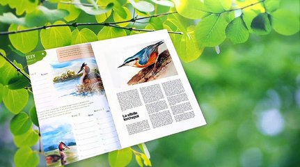 Une plume à la page - Les cygnes sauvages