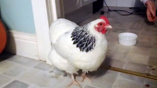 Sneezing Chicken