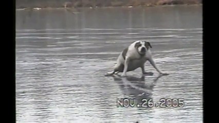 [+18 ~ Sexy Funny Girl]Dog On Slippery Ice