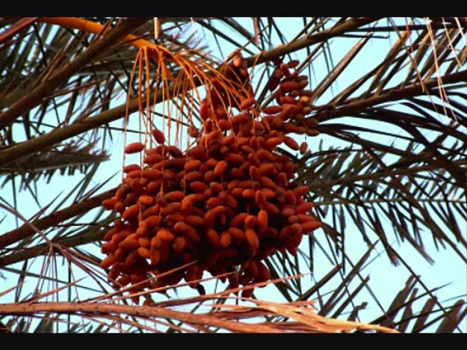 Tunisie 1974 : "Tozeur, l'oasis" (2)