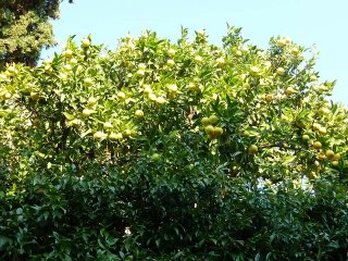 Saint Paul de Vence Octobre 2014