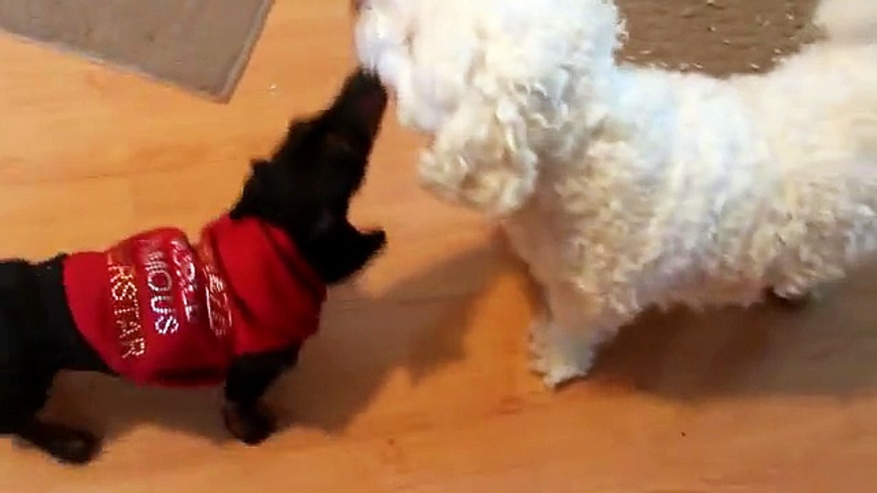 Older Bichon Frise Dog Plays with New Dachshund Puppy