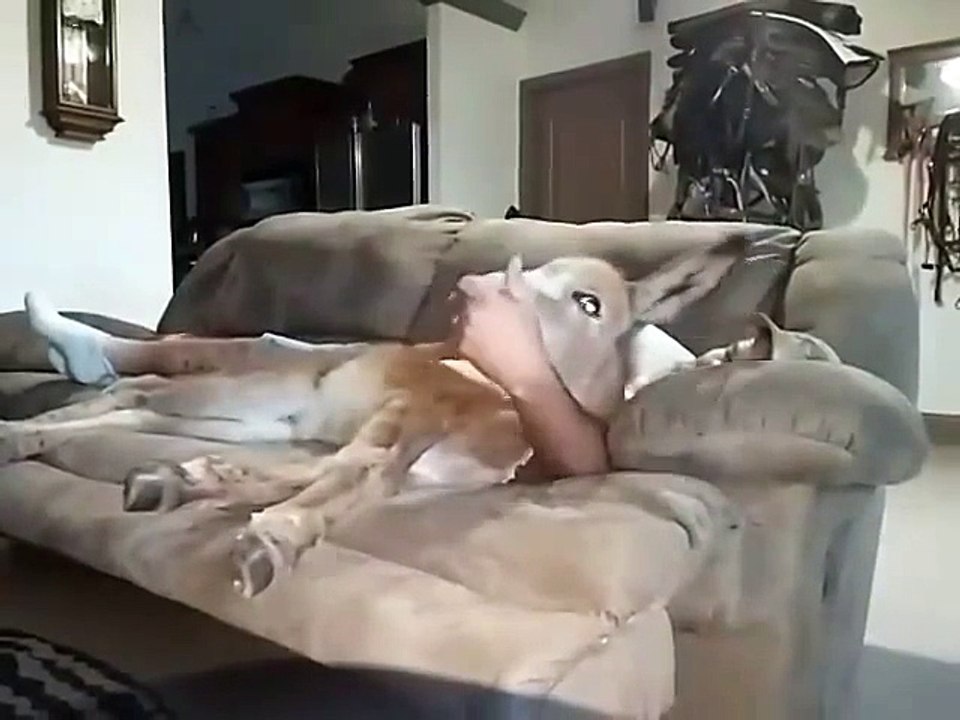 Âne de compagnie couché sur le canapé avec son maître!