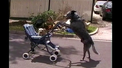 [+18 ~ Sexy Funny Girl]Dog Walking Dog