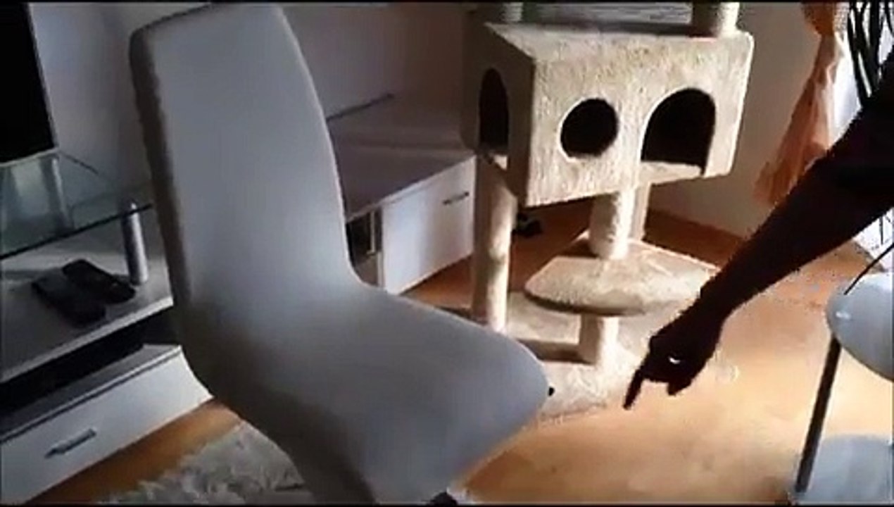 Clickertraining - Katzen beim High Five
