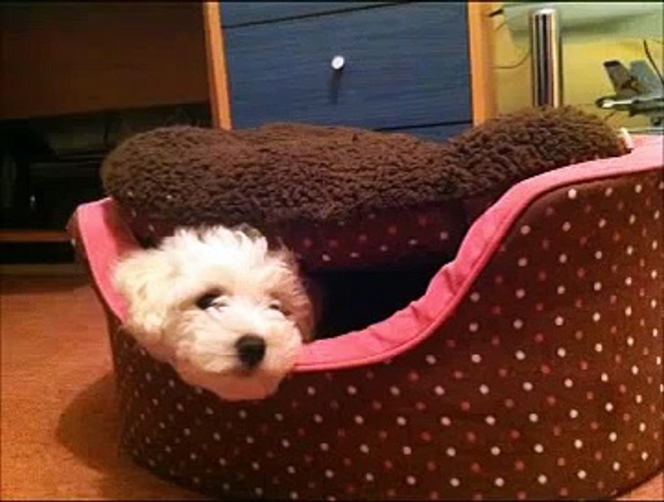 My Bichon Frise - Snowy