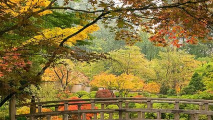 83 - Imágenes de relajación y música de paz total