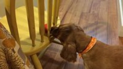 He may not be the smartest dog in the world, but he is cute