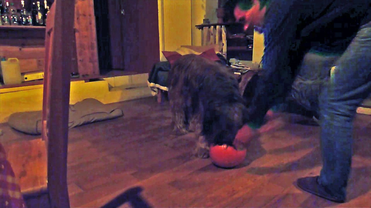 Csali et la citrouille