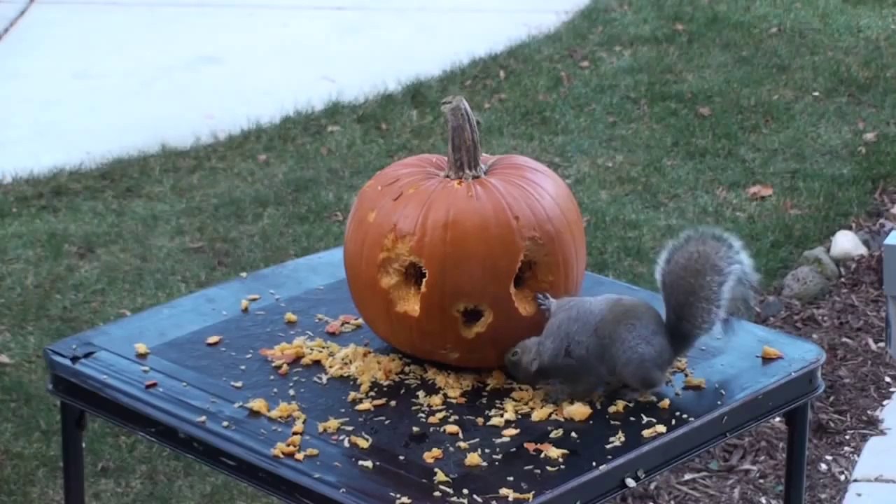 Squirrel Carves Face in Pumpkin!
