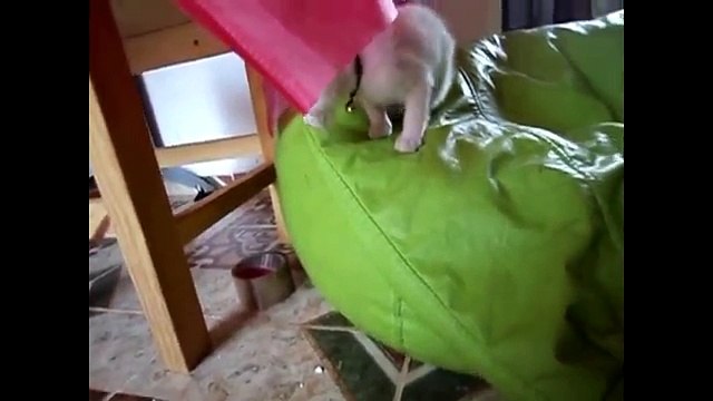 [+18 ~ Sexy Funny Girl]Funny Cats Compilation - Funny Cat Videos Ever- Funny Videos - Funny Animals - Funny Animal Videos 2