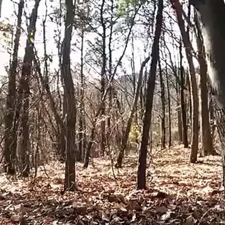 Ghost in forest