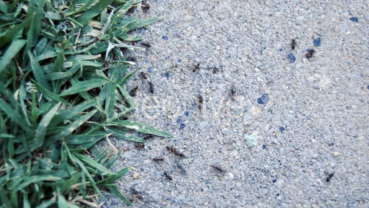 AuthorMusic - Music and Video #4