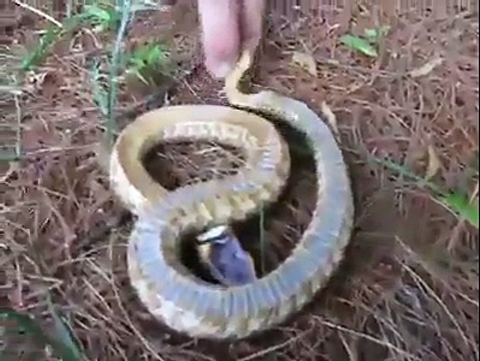 v dangerous snake.......