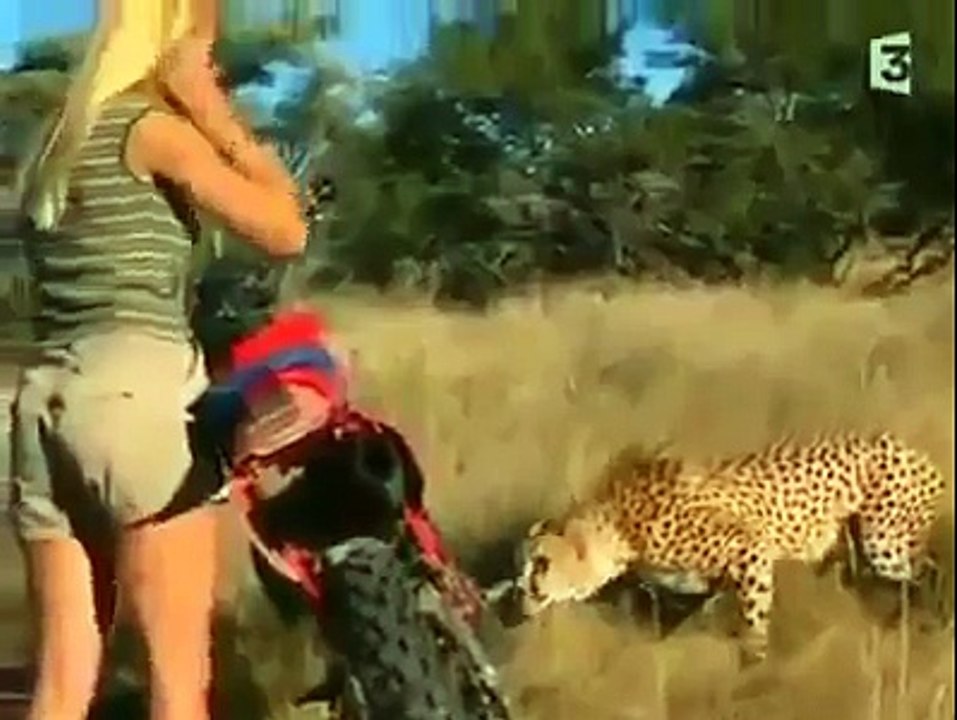 a girls in between tigers........
