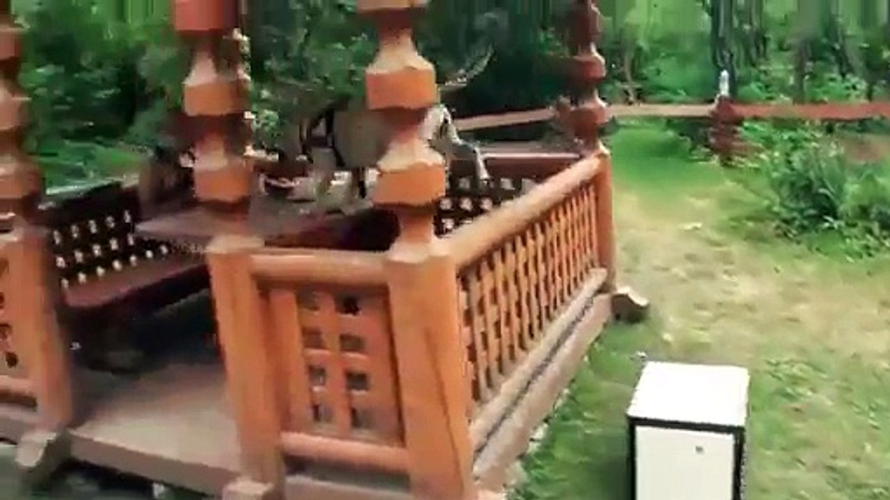 World's Most amazing dog