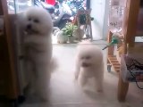 Bichon Frise dog loves dancing to disco music. [VIDEO]