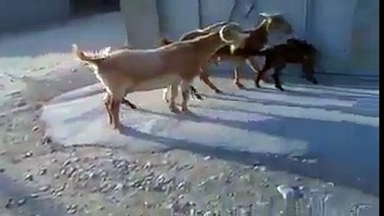 what a intelligent goat amazing must c/...................