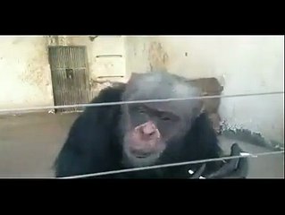 a monkey smoking v funny must c.........