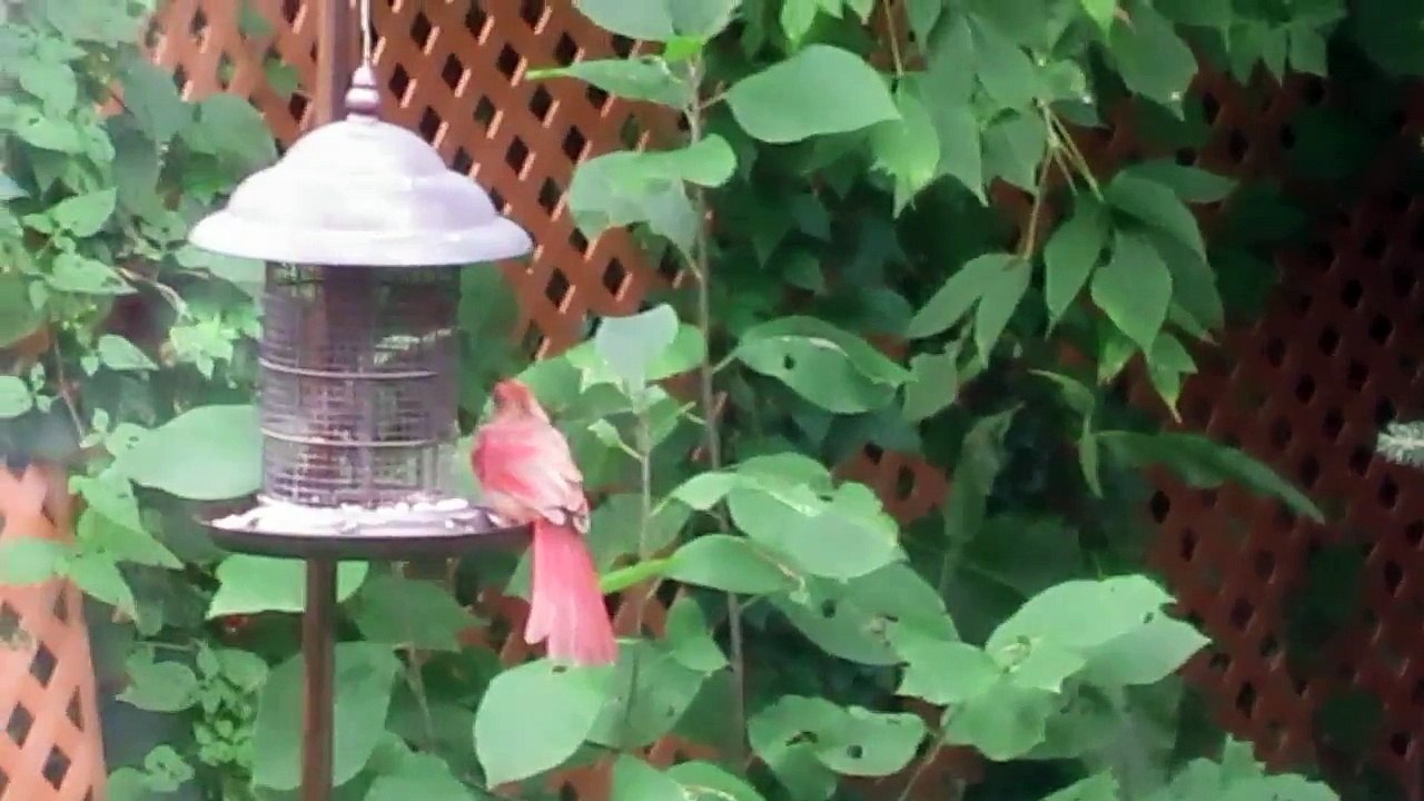 OISEAU ROSE
