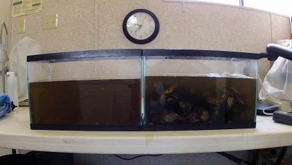 Demo of the awesome power of Oyster : Filtration and purification of water!