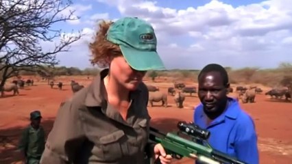 South African rhino population decimated by poachers