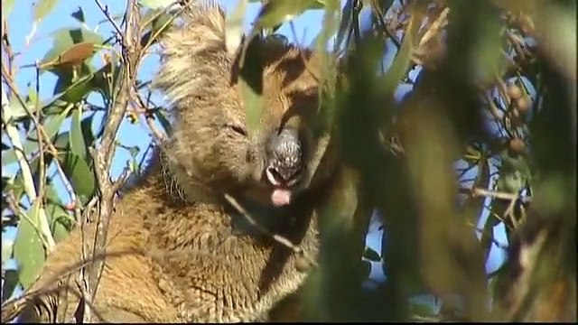 Travel Oz: Australia's Cutest Koalas