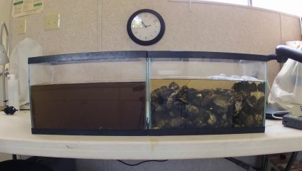 Démonstration des pouvoirs filtrants et purifiant des huîtres!