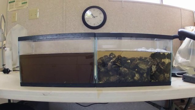 Démonstration des pouvoirs filtrants et purifiant des huîtres!