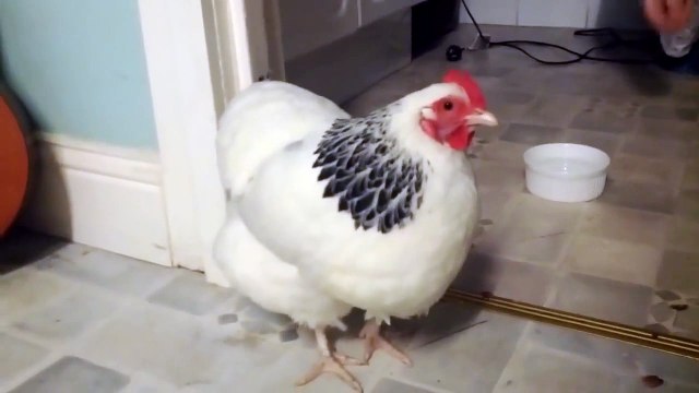 So ridiculous Sneezing Chicken