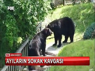 Dağdan inen iki ayı sokak ortasında öyle bir boğuştu ki