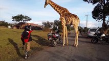 Une girafe intriguée par une bande de motards essaie de monter sur une moto !