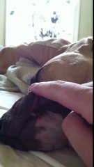 LOL, Why Would Someone Ever Do This To A Dog?