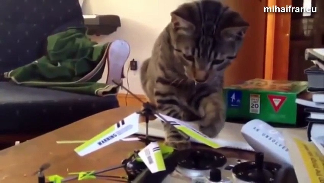 Compilation de chats marrants