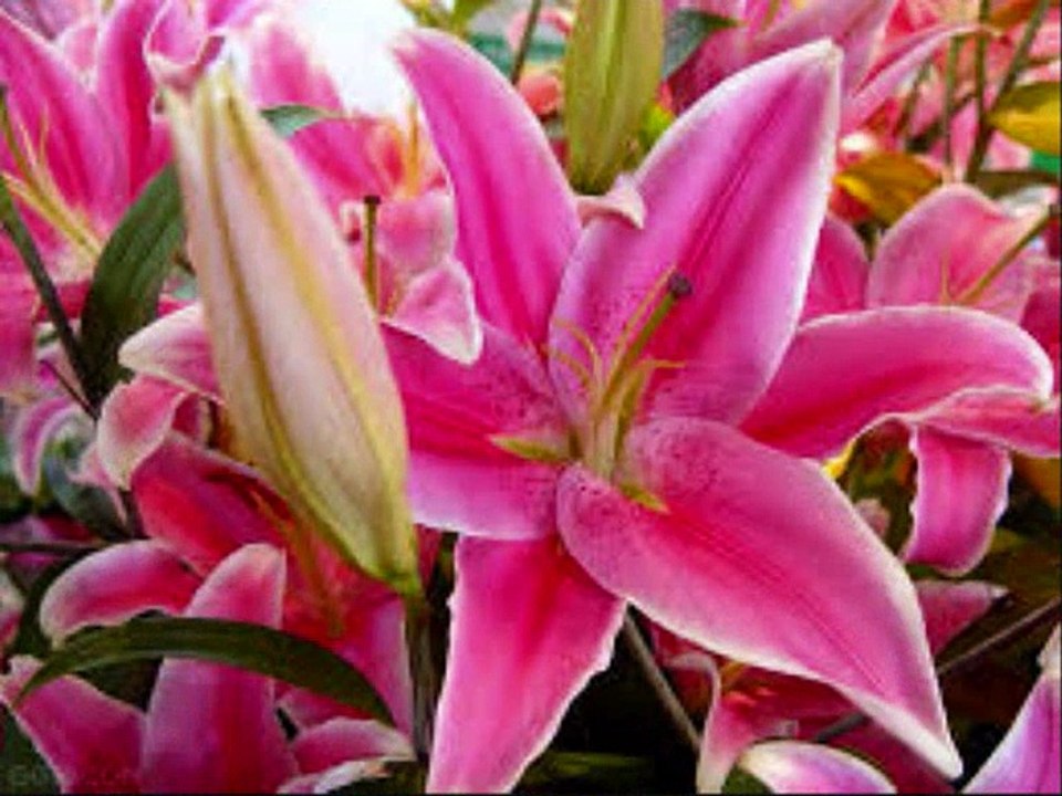 Koparılan Çiçekler - Sertap Erener - Ben