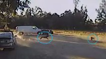 Un Rottweiler sauve un petit chien attaqué par un coyote !