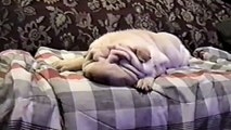 [ 18 ~ Sexy Funny Girl]Shar-Peis Are Awesome Compilation