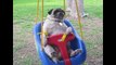 [+18 ~ Sexy Funny Girl]Pugs Are Awesome Compilation