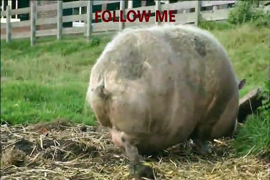 [+18 ~ Sexy Funny Girl]Talking Pig Demands Sexiness (Very Sexy - part 1) مثير الرقص ومثيرة